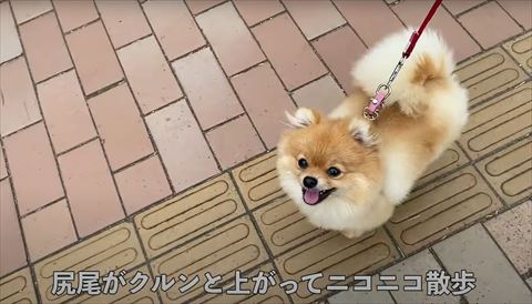笑顔で散歩