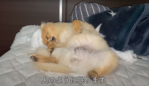 ベッドの上で寝るワンコ