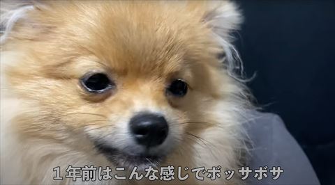 ワンコアップ