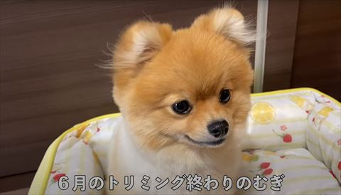 トリミング後ワンコ