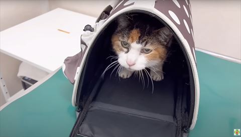 ケースからのぞいてる猫