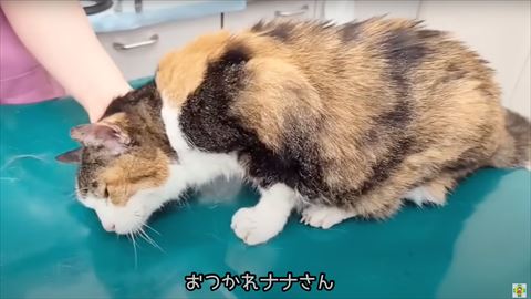 なでなでされてる