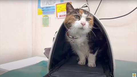 ケースに頭スリスリする猫