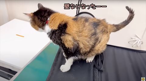 キャリケースの壁をとる猫