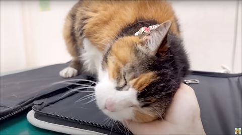 スリスリの猫アップ