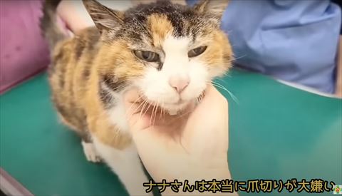 爪切り大嫌いテロップ