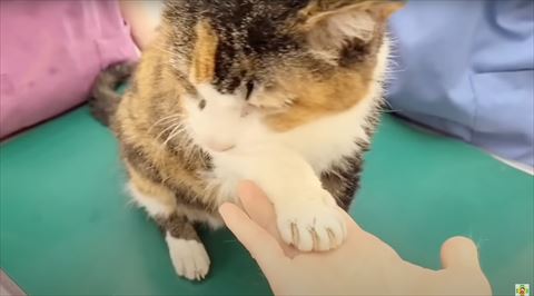 おててのアップ