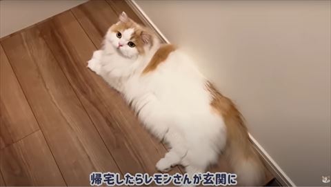 玄関で寝転ぶレモンくん