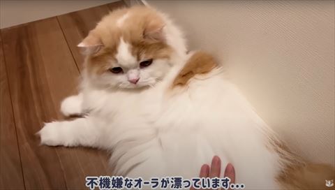 なでられる手を見てる