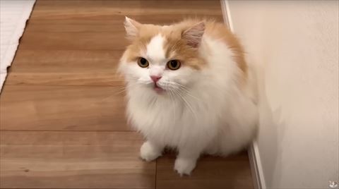 怒って座ってる猫