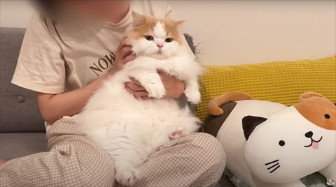 抱っこされてる猫