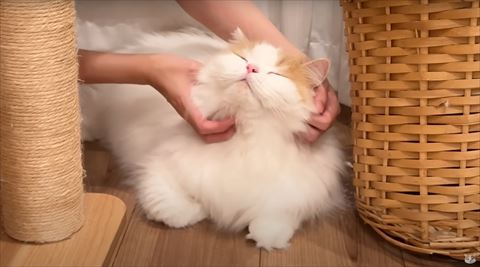 顔のまわりをなでなで