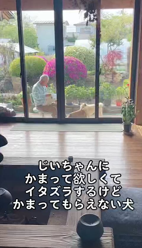 おじいちゃんとワンコ遠くから