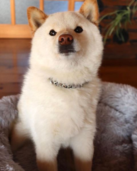 犬用ベッドの上でお座り