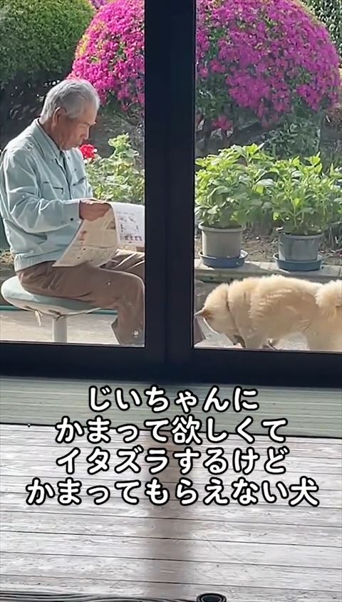 下を向いてるワンコ