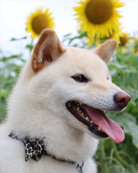 ひまわりとワンコ