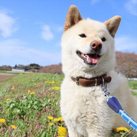 笑顔のワンコ正面