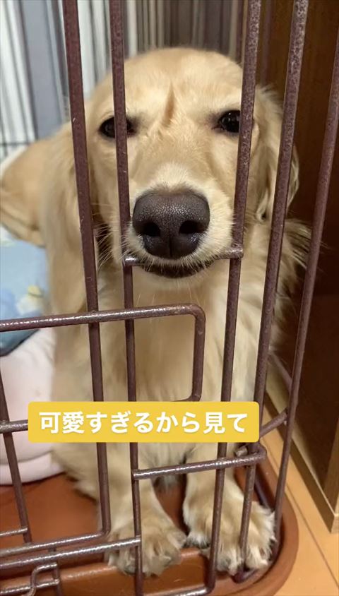 柵に鼻つけて真顔