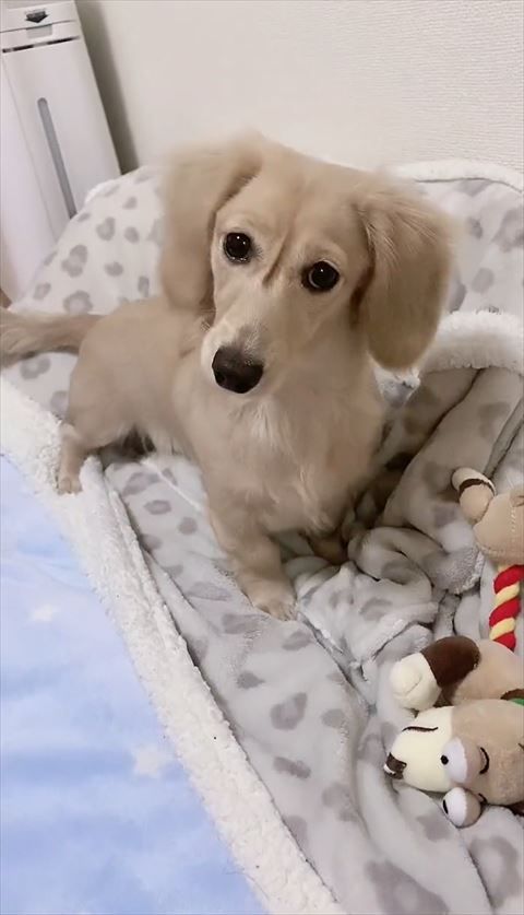 首をかしげてる