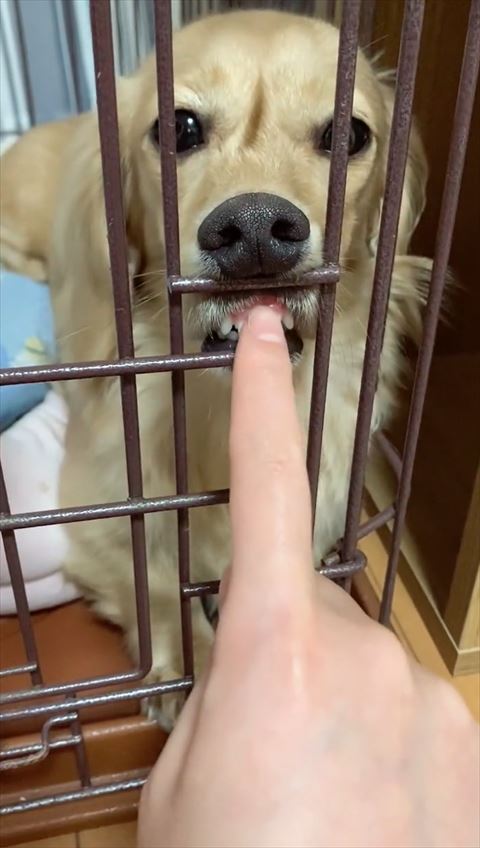 歯をさわられる