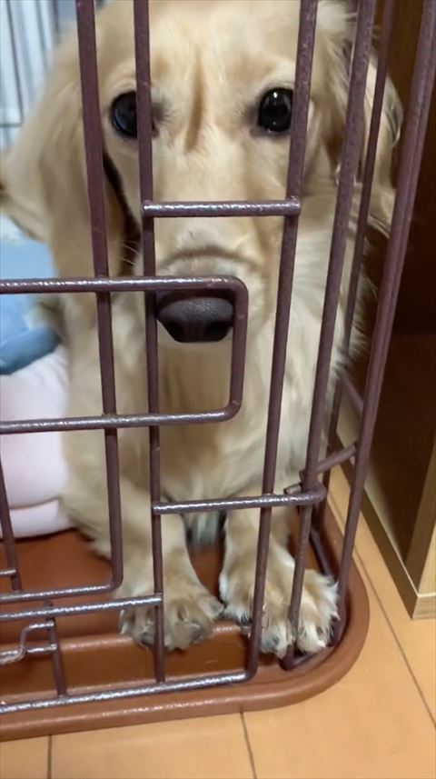 きょとんとした顔