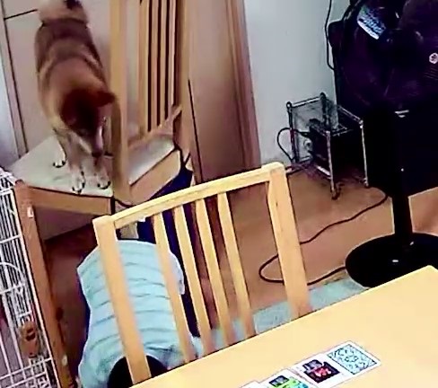 柴犬レスキュー