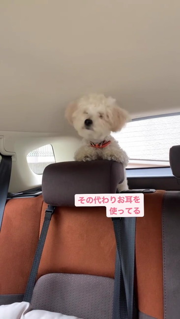 お耳を使ってる