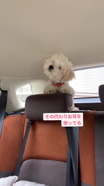 お耳を使って首かしげ