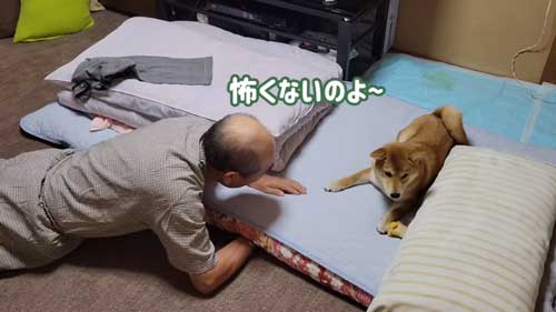 柴犬とおじいちゃんとおばあちゃん