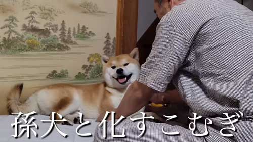 柴犬とおじいちゃんとおばあちゃん