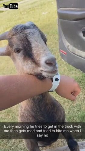 「Marvin Always Wants to Tag Along || ViralHog」