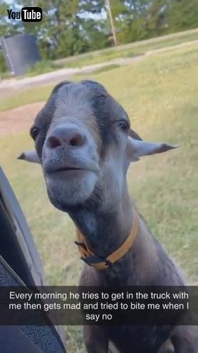 「Marvin Always Wants to Tag Along || ViralHog」