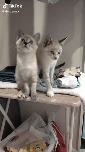 モカちゃんとラテちゃん