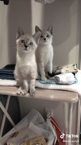 モカちゃんとラテちゃん