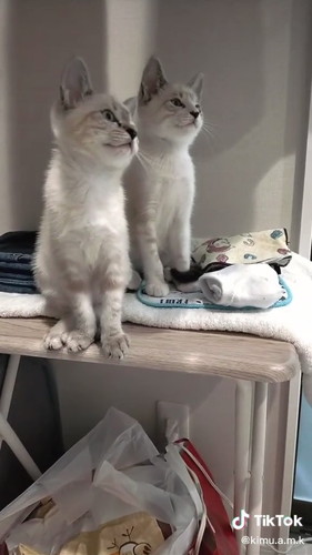 モカちゃんとラテちゃん