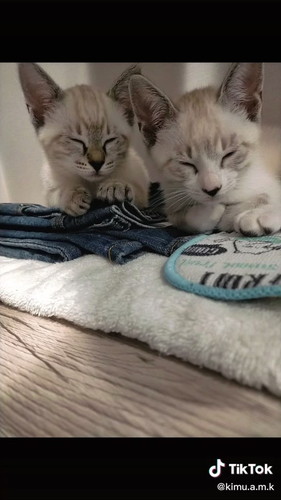 モカちゃんとラテちゃん