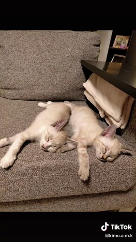 モカちゃんとラテちゃん