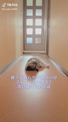 おばあちゃんに寄り添うワンコたち