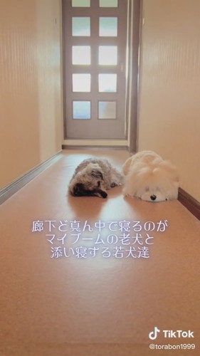 伏せた犬