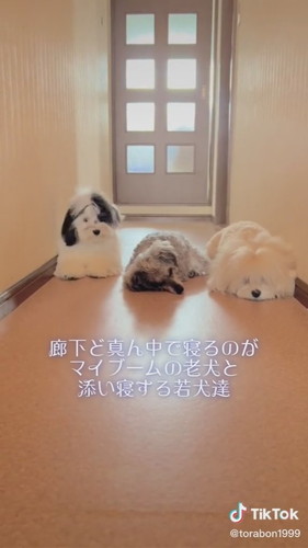 おばあちゃんに寄り添うワンコたち