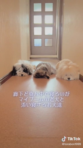 おばあちゃんに寄り添うワンコたち