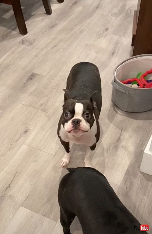 デスボイスを披露する犬