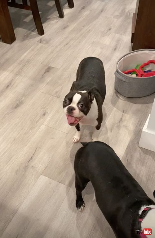 デスボイスを披露する犬