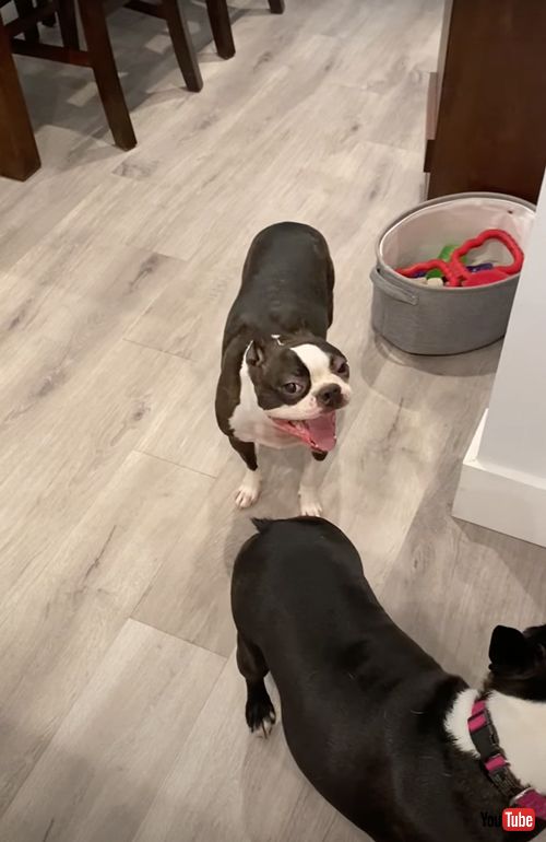 デスボイスを披露する犬