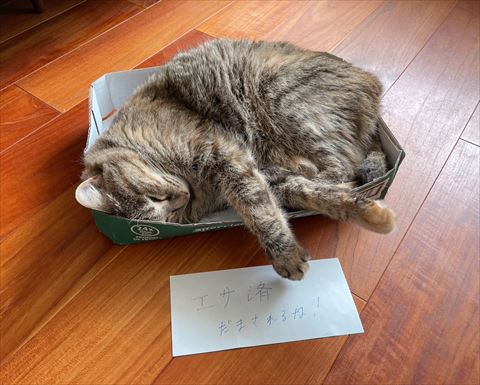 箱で寝てる猫と手紙