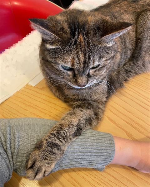 飼い主の腕に腕をのせる