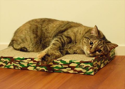 爪とぎの上にいる猫