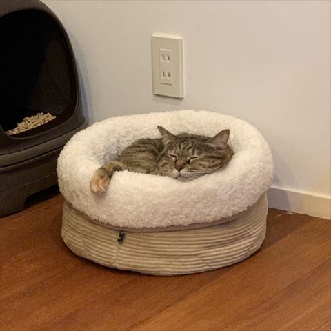 猫ベッドで寝てる猫