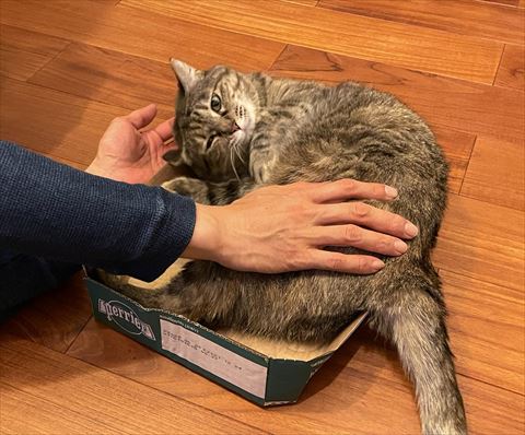 箱の中でなでられてる猫