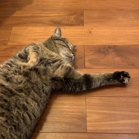 腕を伸ばして寝てる猫